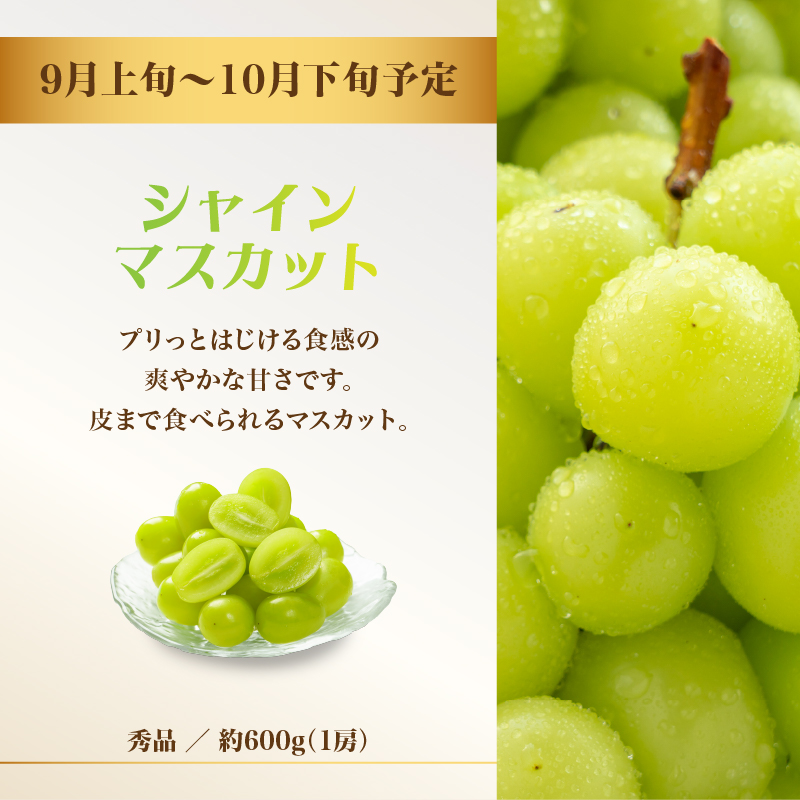 060-T11 山形フルーツ人気メドレー便【定期便全5回】