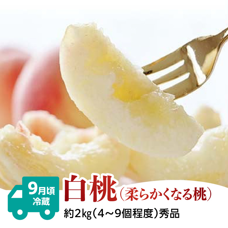 【発送月固定】山形旬彩！こだわりフルーツ定期便全３回Ｃ