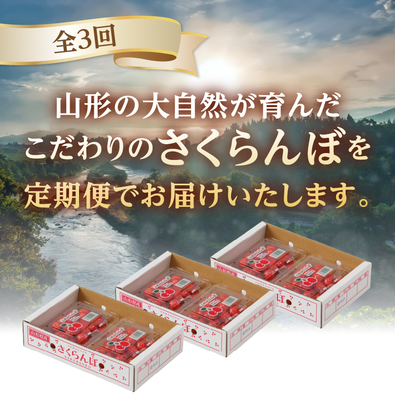 山形さくらんぼ ３種食べ比べ定期便【定期便全３回】