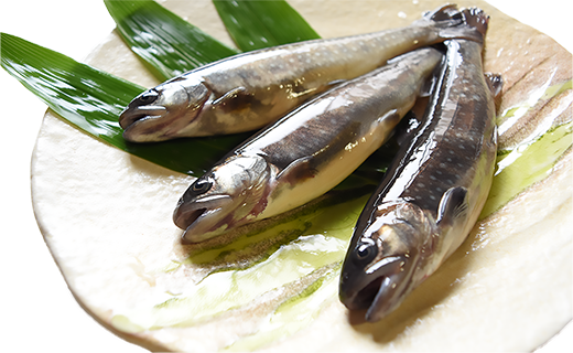 西塚農場産岩魚冷凍30尾(腹抜き)