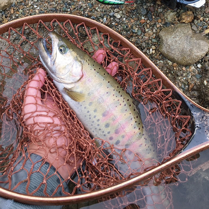 【最上町×舟形町共通返礼品】最上小国川　遊漁券（年券）【令和8年4月1日〜令和9年3月31日】鮎釣り 全魚種