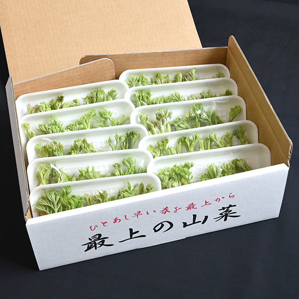 【季節商品】最上町産たらの芽