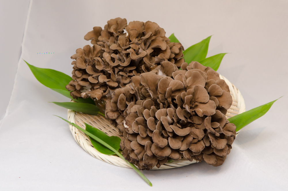 最上町産みちのくまいたけ2株