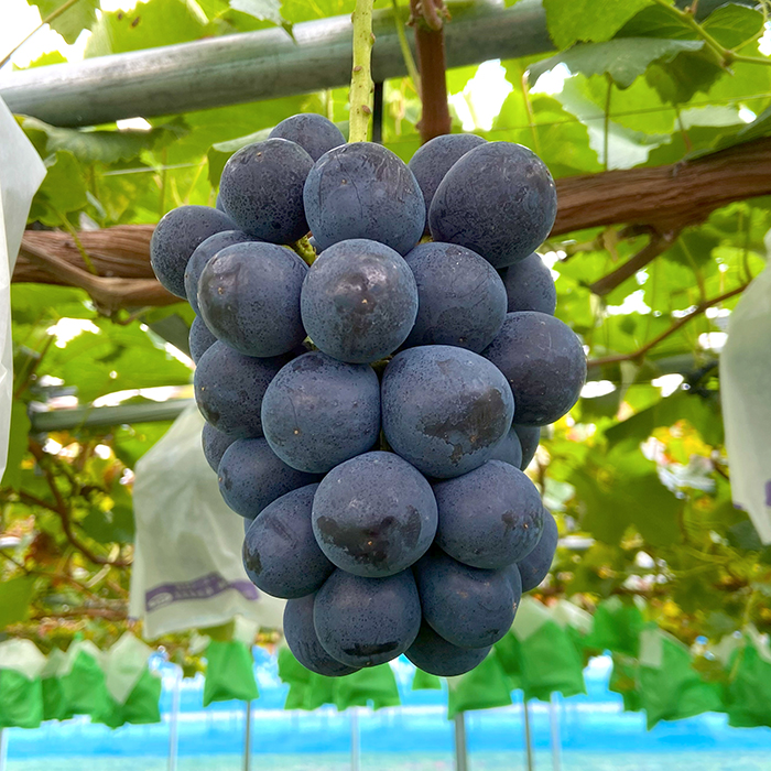 最上の恵み定期便