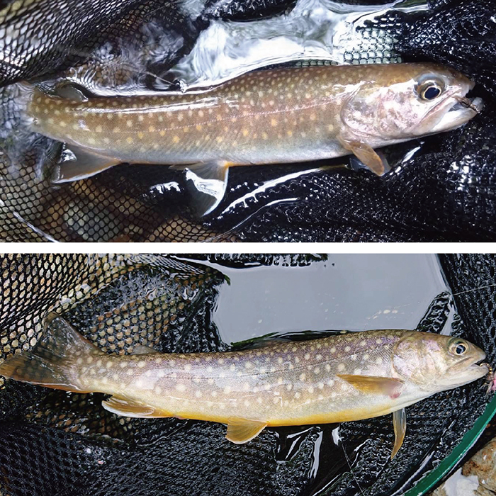 【最上町×舟形町共通返礼品】最上小国川　遊漁券（年券）【令和8年4月1日〜令和9年3月31日】鮎釣り 全魚種