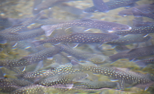 西塚農場産岩魚冷凍10尾(腹抜き)