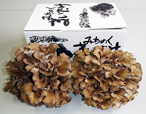 最上町産みちのくまいたけ2株