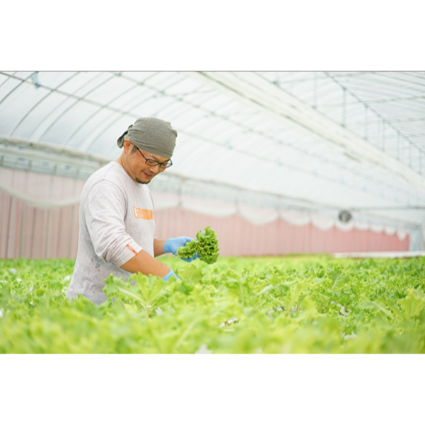 野菜ソムリエ中嶌さんのレタスセット