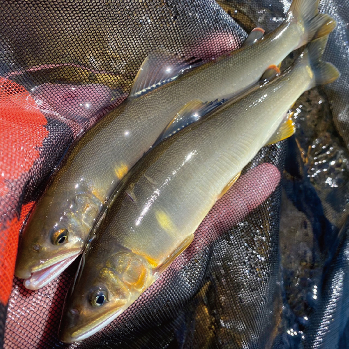 【最上町×舟形町共通返礼品】最上小国川　遊漁券（年券）【令和8年4月1日〜令和9年3月31日】鮎釣り 全魚種