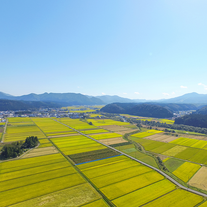 【令和7年産】【白米】山形県産雪若丸20kg