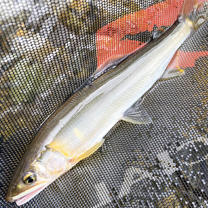 【最上町×舟形町共通返礼品】最上小国川　遊漁券（年券）【令和8年4月1日〜令和9年3月31日】鮎釣り 全魚種