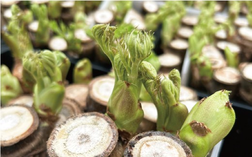 蝗帛ュ」螻九譚セ蜈オ繧ィ縲譏・縺ョ縺九♀繧翫碁ォ伜次縺溘i縺ョ闃ス縲