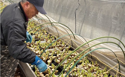 蝗帛ュ」螻九譚セ蜈オ繧ィ縲譏・縺ョ縺九♀繧翫碁ォ伜次縺溘i縺ョ闃ス縲