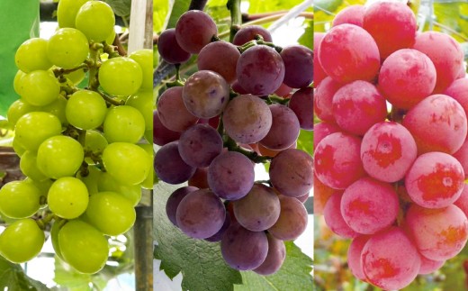 大蔵村産　ぶどう［シャインマスカット・ピオーネ・クインニーナ］食べ比べ　約1.5kg