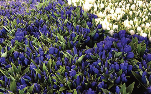 螟ァ阡オ譚代ョ闃ア縲繧翫s縺ゥ縺