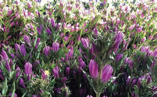 螟ァ阡オ譚代ョ闃ア縲繧翫s縺ゥ縺