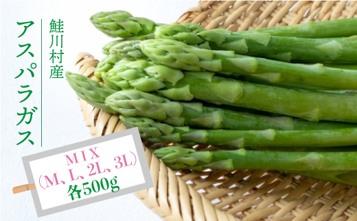 鮭川村産　アスパラガス　＜MIX：M、L、２L、３L　各500g＞