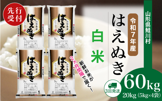 ＜令和7年産米先行受付＞ 令和7年12月中旬より配送開始 はえぬき【白米】60kg定期便(20kg×3回)　鮭川村