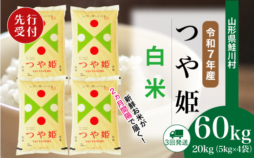 ＜令和7年産米先行受付＞ 令和8年2月中旬より配送開始 特別栽培米 つや姫【白米】60kg定期便(20kg×3回)　鮭川村