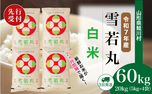 ＜令和7年産米先行受付＞ 令和7年12月中旬より配送開始 雪若丸【白米】60kg定期便(20kg×3回)　鮭川村