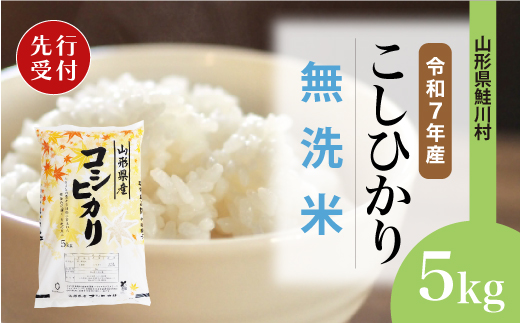 ＜令和7年産米先行受付＞ 令和7年12月上旬発送　こしひかり 【無洗米】 5kg （5kg×1袋） 鮭川村