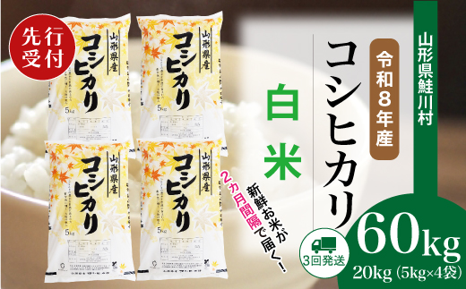 ＜令和8年産米先行受付＞ 令和8年11月中旬より配送開始 こしひかり【白米】60kg定期便(20kg×3回)　鮭川村