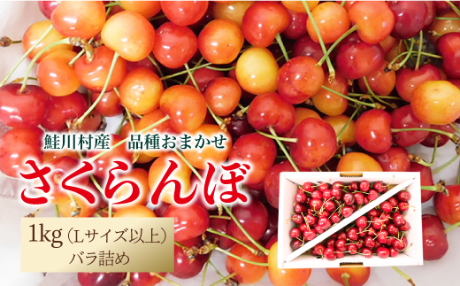 【令和7年産 早期受付】 鮭川村産さくらんぼ ＜品種おまかせ＞ Lサイズ以上バラ詰め 1kg（500g×2P）