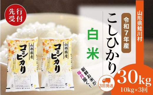 ＜令和7年産米先行受付＞ 令和8年2月中旬より配送開始 こしひかり【白米】30kg定期便 (10kg×3回)　鮭川村