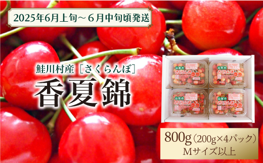 【令和7年産 早期受付】 鮭川村産さくらんぼ ＜香夏錦＞ M〜Lサイズ混合 フードパック800g（200g×4P）