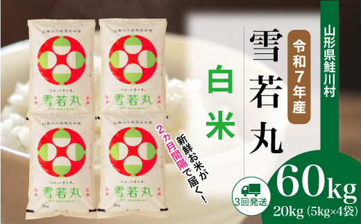 ＜令和7年産米＞ 令和8年5月上旬より配送開始 雪若丸【白米】60kg定期便(20kg×3回)　鮭川村