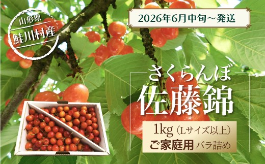 鮭川村産さくらんぼ ＜佐藤錦＞家庭用バラ詰め 1kg