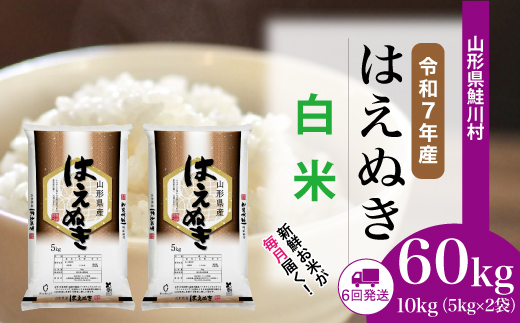＜令和7年産米＞ 令和8年4月下旬より配送開始 はえぬき【白米】60kg定期便(10kg×6回)　鮭川村