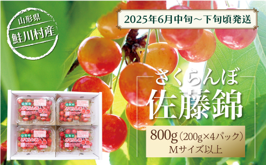 【令和7年産 早期受付】 鮭川村産さくらんぼ ＜佐藤錦＞ M〜Lサイズ混合 フードパック800g（200g×4P）