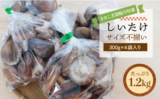 きのこ王国鮭川村産 ［しいたけ］ サイズ不揃い たっぷり1.2kg（300g×4袋入り）