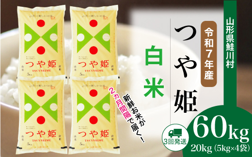 ＜令和7年産米＞ 令和8年2月下旬より配送開始 特別栽培米 つや姫【白米】60kg定期便(20kg×3回)　鮭川村