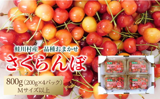 【令和7年産 早期受付】 鮭川村産さくらんぼ ＜品種おまかせ＞ フードパック800g（200g×4P）