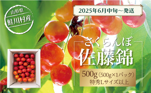【令和7年産 早期受付】 鮭川村産さくらんぼ ＜佐藤錦＞ 特秀Lサイズ以上バラ詰め 500g