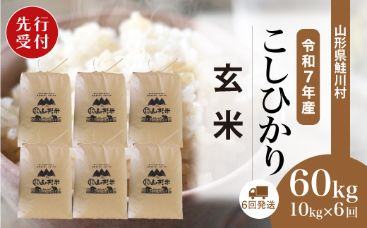 ＜令和7年産米先行受付＞ 令和8年1月中旬より配送開始 こしひかり【玄米】60kg定期便(10kg×6回)　鮭川村