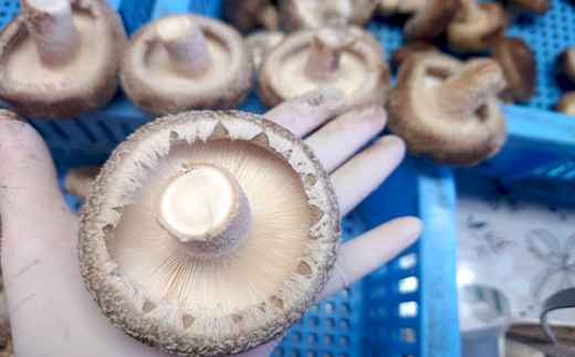 山形県 戸沢村産 乾燥 スライス 椎茸 700g(70g×10袋) 国産椎茸使用！菌床栽培 椎茸 しいたけ 茸 きのこ キノコ 野菜 簡単 調理 料理 カット済み 細切り 保存 備蓄 自宅 家庭 F7W-0275