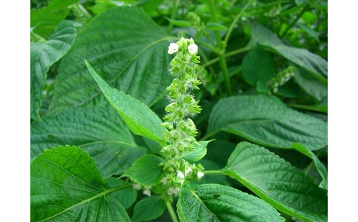 戸沢村特産 えごまセットC ドレッシング ポン酢 味噌 みそ  F7W-0017