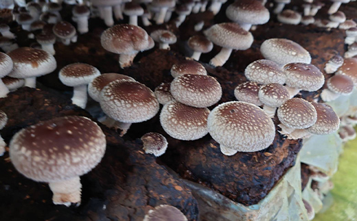 山形県 戸沢村産 乾燥 つぶつぶ 椎茸 80g(20g×4袋) 国産椎茸使用！ 小分け 個包装 菌床栽培 椎茸 しいたけ 茸 きのこ キノコ 野菜 簡単 調理 料理 カット済み 粒 保存 備蓄 自宅 家庭 F7W-0277