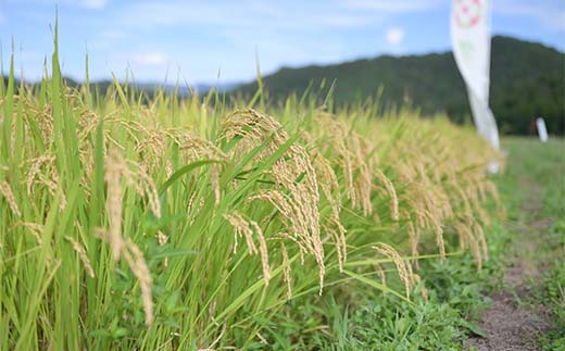 竕ェ2026蟷エ8譛育匱騾≫沖 莉、蜥7蟷エ蠎ヲ 螻ア蠖「逵檎肇 髮ェ闍・荳ク 10kg(5kgテ2) 邊セ邀ウ 繧縺阪o縺九∪繧 逋ス邀ウ 縺顔アウ 邀ウ 邀ウ邀ウ 譁ー邀ウ 縺秘」ッ 縺斐ッ繧 繝悶Λ繝ウ繝臥アウ 驫俶氛邀ウ 2025蟷エ逕」 莉、蜥7蟷エ蠎ヲ逕」 螳カ蠎ュ逕ィ 閾ェ螳逕ィ 雍育ュ皮畑 縺雁叙繧雁ッ縺 鬟溷刀 螻ア蠖「逵 謌ク豐「譚 F7W-0308