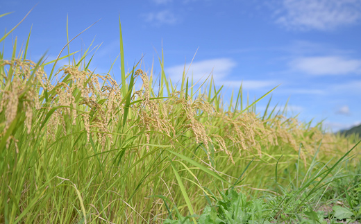 ≪2026年9月発送≫ 令和7年度 山形県産 はえぬき 5kg 精米 白米 お米 米 米米 新米 ご飯 ごはん ブランド米 銘柄米 2025年産 令和7年度産 家庭用 自宅用 贈答用 お取り寄せ 食品 山形県 戸沢村  F7W-0286