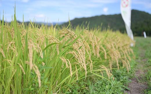 莉、蜥7蟷エ蠎ヲ 螻ア蠖「逵檎肇 髮ェ闍・荳ク 10kg(5kgテ2) 邊セ邀ウ 繧縺阪o縺九∪繧 逋ス邀ウ 縺顔アウ 邀ウ 邀ウ邀ウ 譁ー邀ウ 縺秘」ッ 縺斐ッ繧 繝悶Λ繝ウ繝臥アウ 驫俶氛邀ウ 2025蟷エ逕」 莉、蜥7蟷エ蠎ヲ逕」 螳カ蠎ュ逕ィ 閾ェ螳逕ィ 雍育ュ皮畑 縺雁叙繧雁ッ縺 鬟溷刀 螻ア蠖「逵 謌ク豐「譚 F7W-0305