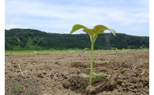 戸沢村特産 えごまセットC ドレッシング ポン酢 味噌 みそ  F7W-0017