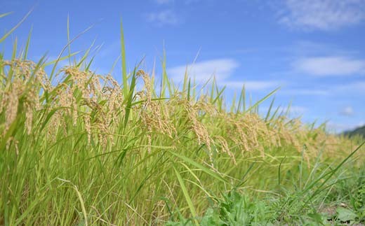 令和7年度 山形県産 はえぬき 5kg 精米 白米 お米 米 米米 新米 ご飯 ごはん ブランド米 銘柄米 2025年産 令和7年度産 家庭用 自宅用 贈答用 お取り寄せ 食品 山形県 戸沢村  F7W-0256