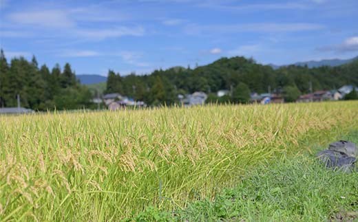 ≪新米先行予約≫【定期便5回】令和8年度 戸沢村産 はえぬき 10kg(5kg×2)×5回 合計50kg 精米 お米 米 ご飯 ごはん 白米 新米 ブランド米 銘柄米 国産 単一原料米 単一米 10キロ 50キロ 頒布 贈答 贈り物 ギフト プレゼント 自宅 家庭 お取り寄せ 食品 農家直送 山形県 F7W-0541