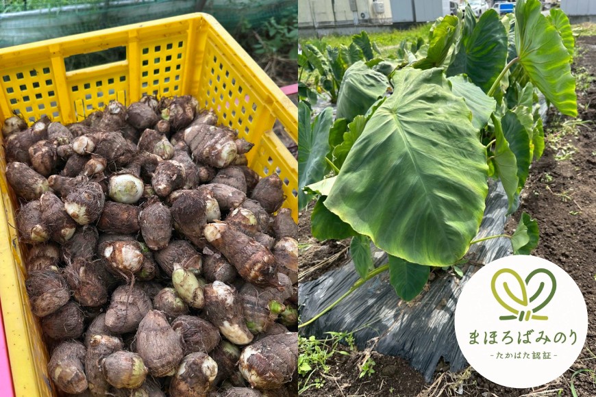 【期間限定発送】 里芋 約 2kg (15〜20個) 土付き [農家の店しゃんくすろーど 山形県 高畠町 tk06bcz250001] さといも 里いも 芋 野菜 やさい 芋煮 煮物 おかず 惣菜
