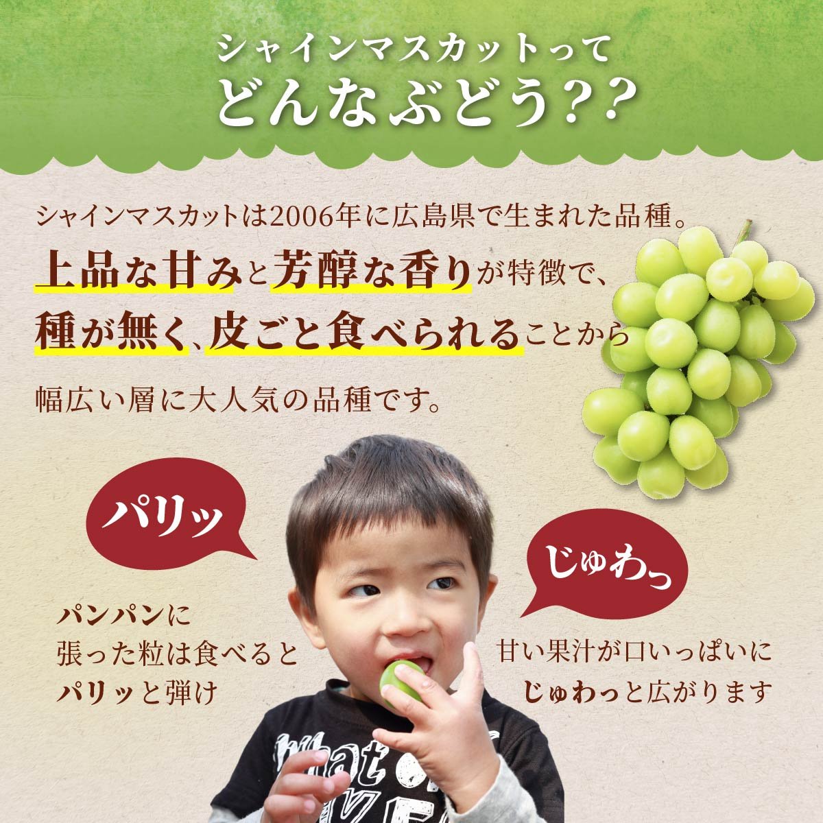 【期間限定発送】 シャインマスカット 訳あり 2〜3房 1.2kg [Yamagenフルーツガーデンレコルト 山形県 高畠町 tk06ayt380003] ご家庭用 ぶどう ブドウ 葡萄 フルーツ 果物 くだもの 1.2キロ 甘い