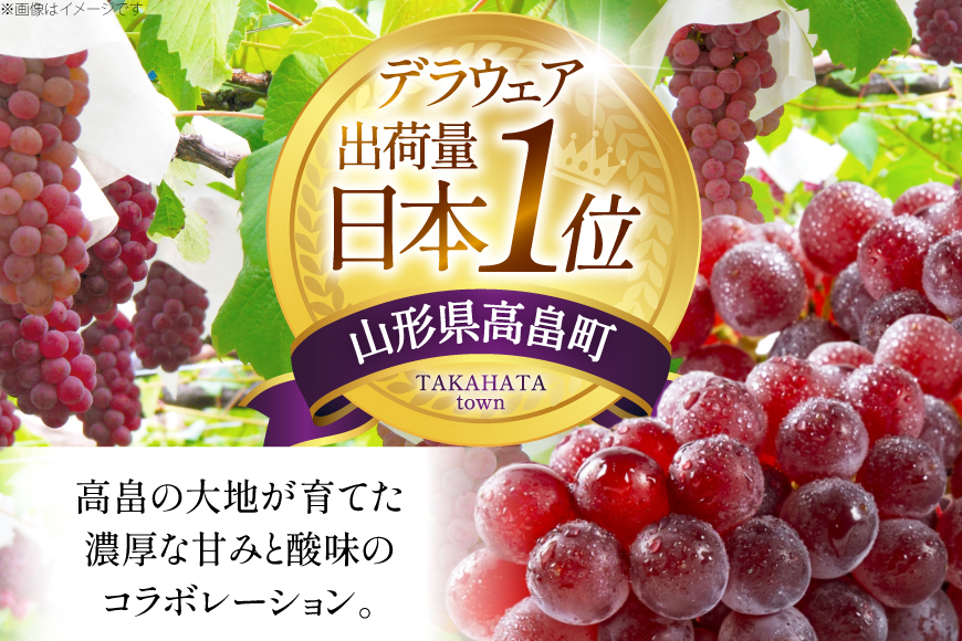 【期間限定発送】 ぶどう デラウェア 約9〜16房 約2kg [齋藤ファーム 山形県 高畠町 tk06bnv890000] 種無し ブドウ 葡萄 くだもの 果物 フルーツ 産地直送 農家直送 果実 デザート 甘い